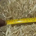 علف تبن بر الموسم