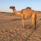 قعود فحل اصفر