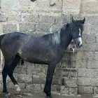 مهره شعبية
