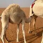 حشو قصب