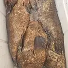 سمك اليوم طازج