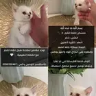 منشكن القط القزم