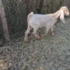 للبيع جفره ذبيحه شرط طيبه فوق 6 شعور