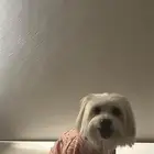 للبيع انثى كلب مالتيز