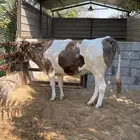 بقره دنمركي  الماني ام ثاني