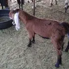 تيس و جفره