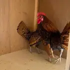 دجاج سبرايت نحاسي