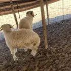 خرفان نعيم