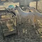 للبيع تيوس