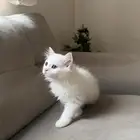 قطة شيرازية للبيع