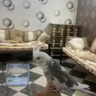 ببغاء كروان على السوم