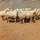 غنم العدد 93 بفحولها 2