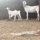 معزا للبيع تم البيع
