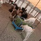 معزاء حريات