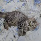 للبيع بسعر مناسب جدا