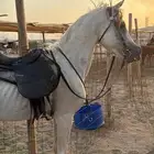 البيع حصان شعبي طرب