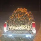 حطب مستورد السوم خاص الموقع وادي الدواسر