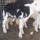نعجه نجديه معها طليان