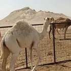قعود لباني سمين