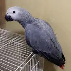 فروخ كاسيكو