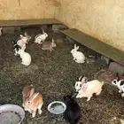 للبيع ذكران وإناث ارانب