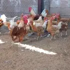 دجاج تركي للبيع