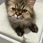 قطه ضايعه