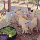 خرفان حريات خدمة سلخ و توصيل