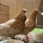 حمام