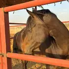 حصان شعبي شيييخ تم البيع