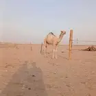 قعود للبببع مفرود على ولد تمام