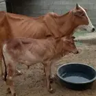 بقره مع عجلها