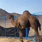 جمل طيب أحمر مشروط شرط