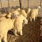 طليان ذبايح طليان مناسبات ( تم البيع )