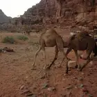قعود وبكره لبيع لحم