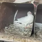 حمام فرنسي