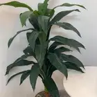 شجرة ديكور و اباجورة