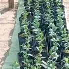 شتلات سدر بلدي