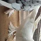 خثعم