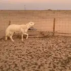 خروف حري مشروط