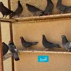 حمام قطيفي قلاب اصايل حمام محفوضه