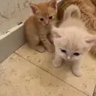 قطط شيرازيه