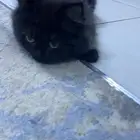 قط شيرازي للبيع