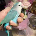 للبيع ببغاء الروز الأليف مناسب للأطفال