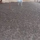 طلي