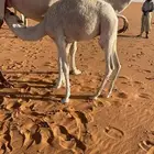قعود للبيع