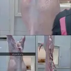 جفار وتيوس مخاصي على الشرط