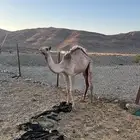 قعود بكرة ما شاء الله