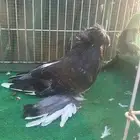 بخاره