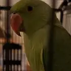 دره هندي أليفه متكلمه البيع مستعجل